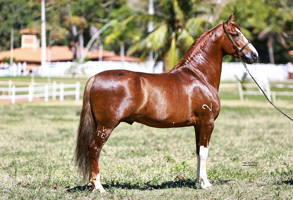 VITORIOSO BAVÁRIA